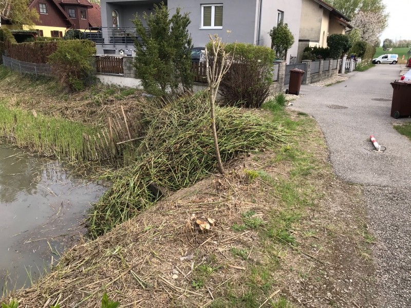 24_Schilfschnitt